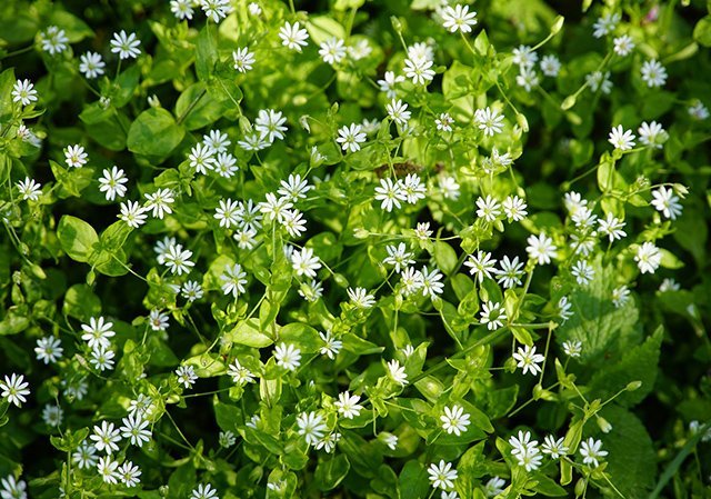 Bearded Dragons Eat Chickweed