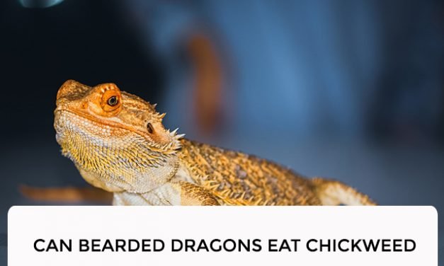 Can Bearded Dragons Eat Chickweed