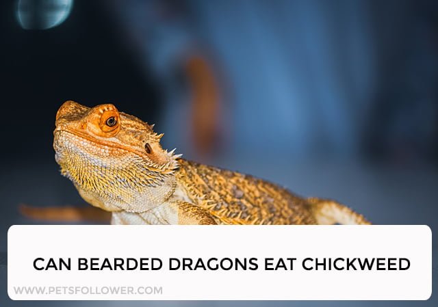 Can Bearded Dragons Eat Chickweed