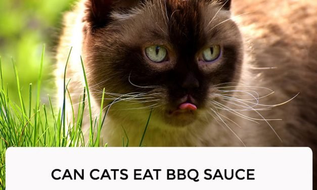 Can Cats Eat BBQ Sauce
