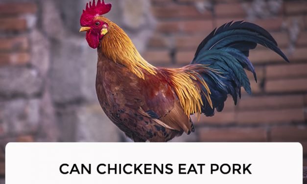 Can Chickens Eat Pork