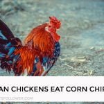 Can Chickens Eat Corn Chips