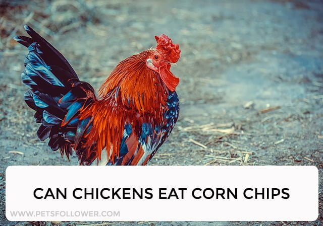 Can Chickens Eat Corn Chips