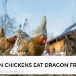 Can Chickens Eat Dragon Fruit