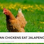 Can Chickens Eat Jalapenos