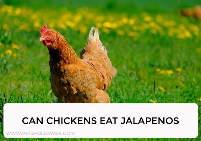 Can Chickens Eat Jalapenos