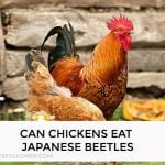 Can Chickens Eat Japanese Beetles