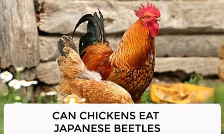 Can Chickens Eat Japanese Beetles