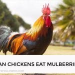 Can Chickens Eat Mulberries