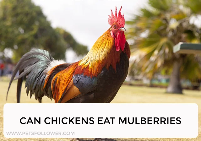 Can Chickens Eat Mulberries