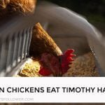 Can Chickens Eat Timothy Hay