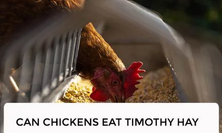 Can Chickens Eat Timothy Hay