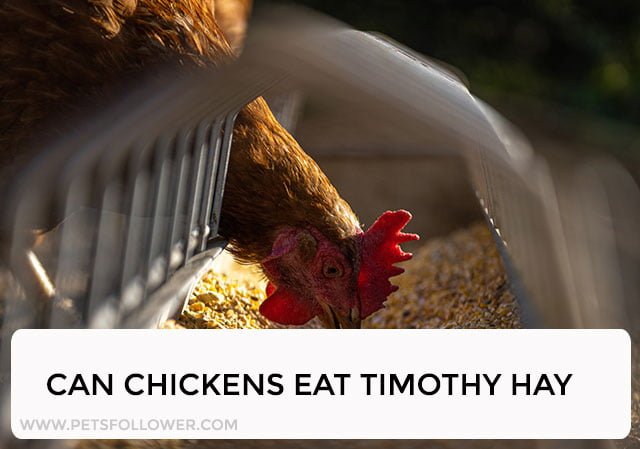 Can Chickens Eat Timothy Hay