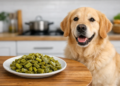 Can Dogs Eat Cooked Nopales