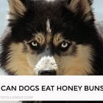 Can Dogs Eat Honey Buns