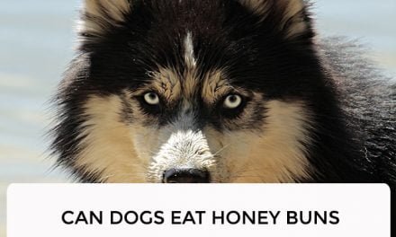 Can Dogs Eat Honey Buns