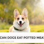 Can Dogs Eat Potted Meat
