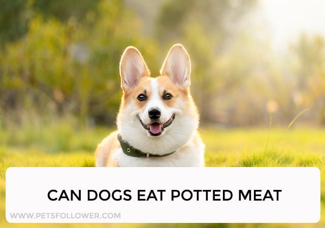 Can Dogs Eat Potted Meat