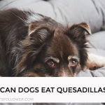 Can Dogs Eat Quesadillas