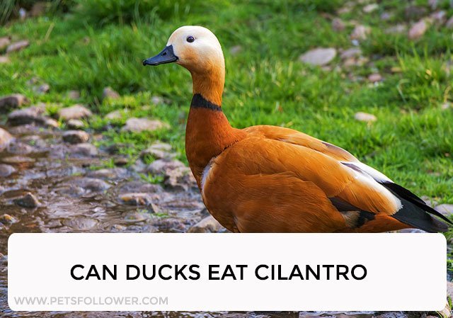 Can Ducks Eat Cilantro