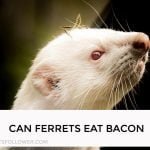 Can Ferrets Eat Bacon