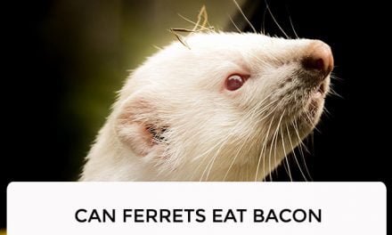 Can Ferrets Eat Bacon