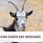 Can Goats Eat Avocado