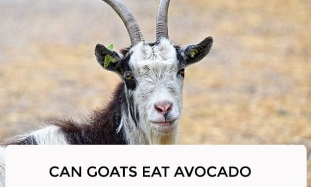 Can Goats Eat Avocado