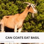 Can Goats Eat Basil
