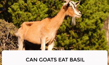 Can Goats Eat Basil