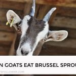 Can Goats Eat Brussel Sprouts