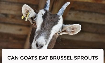 Can Goats Eat Brussel Sprouts