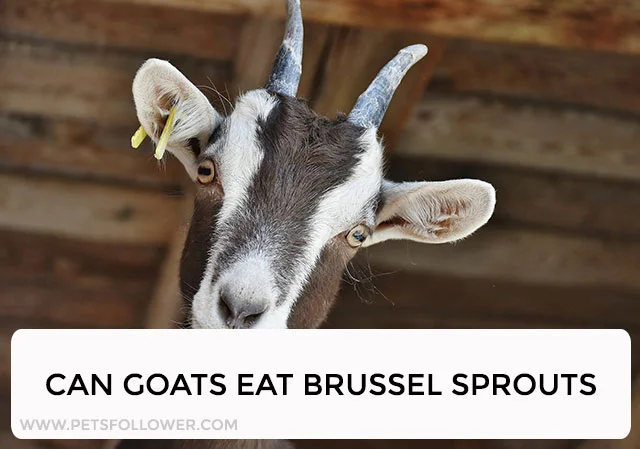 Can Goats Eat Brussel Sprouts