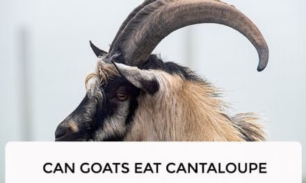 Can Goats Eat Cantaloupe
