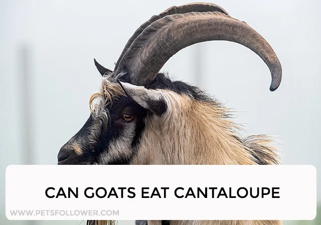 Can Goats Eat Cantaloupe