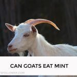 Can Goats Eat Mint