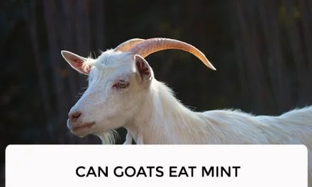 Can Goats Eat Mint