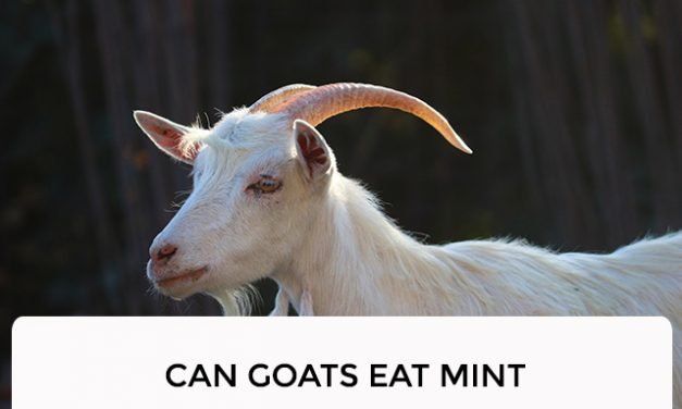 Can Goats Eat Mint