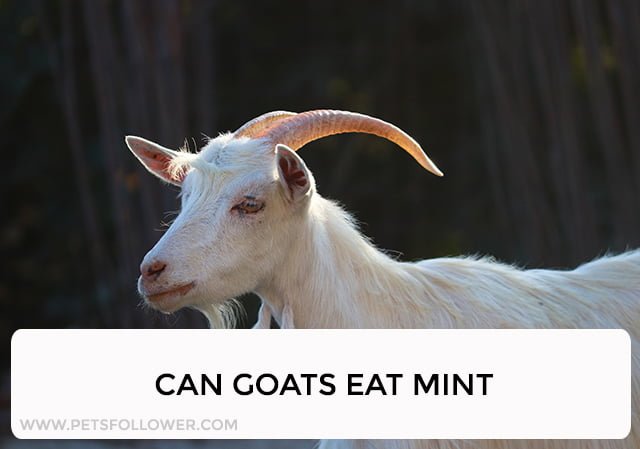 Can Goats Eat Mint