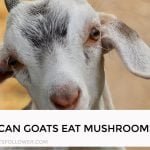 Can Goats Eat Mushrooms