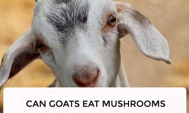 Can Goats Eat Mushrooms