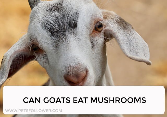 Can Goats Eat Mushrooms