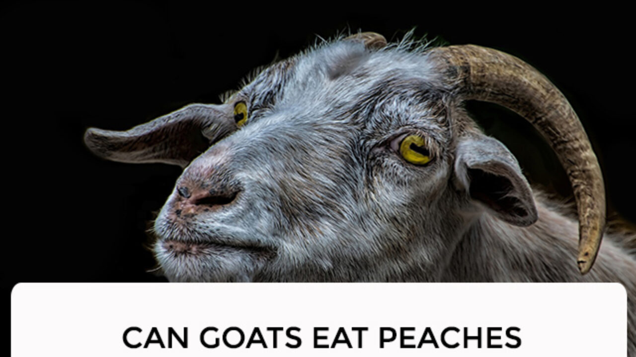 Can Goats Eat Dog Treats