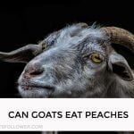 Can Goats Eat Peaches