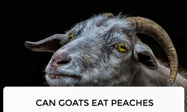 Can Goats Eat Peaches