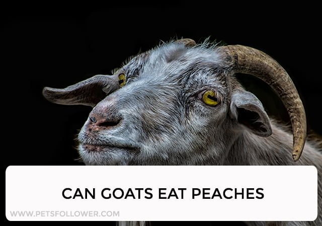 Can Goats Eat Peaches