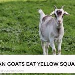 Can Goats Eat Yellow Squash