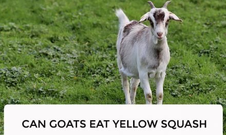 Can Goats Eat Yellow Squash