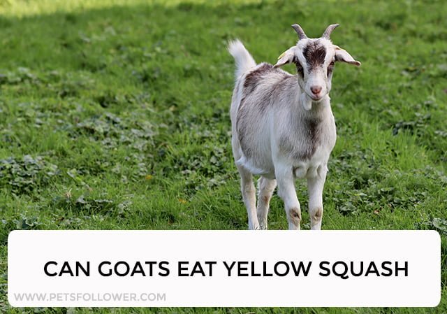 Can Goats Eat Yellow Squash