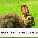 Can Rabbits Eat Hibiscus Flowers